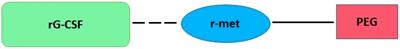 New insight into strategies used to develop long-acting G-CSF biologics for neutropenia therapy